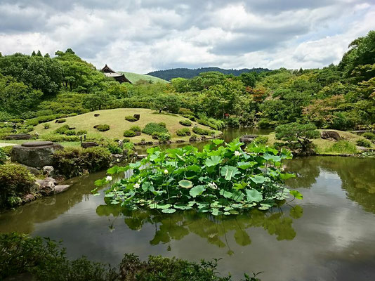 後庭の輪王蓮（リンノウレン）