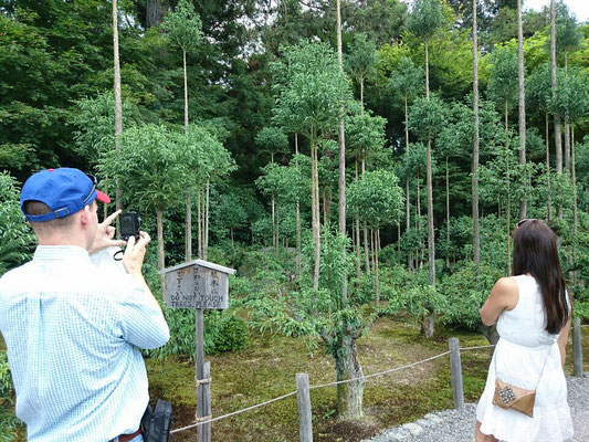 龍安寺 北山杉