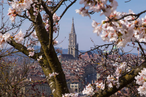Kirschblüten, Bern, Berner Münster