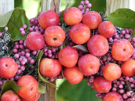 Apfelkranz mit rosa Pfefferbeeren