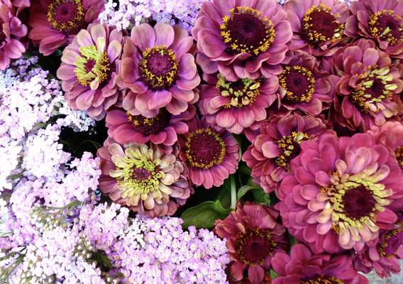 Zinnien