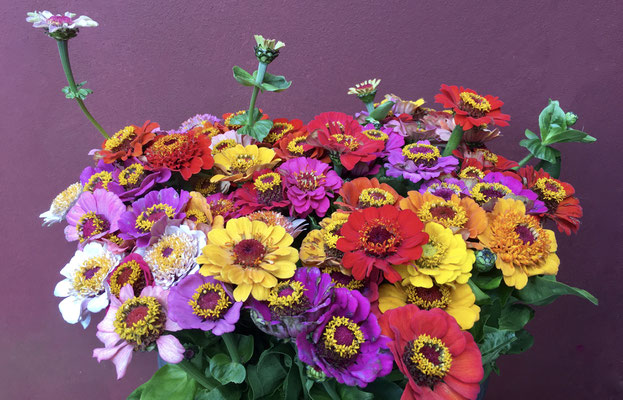 Zinnien