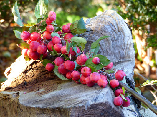 Zierapfelzweige Malus Red Sentinel