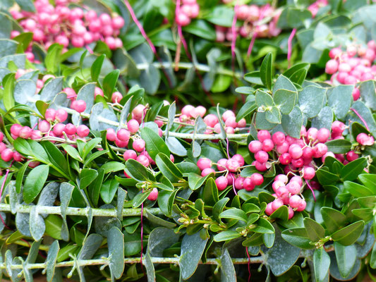 Buchsbaumkranz mit rosa Pfefferbeeren und Eukalyptus