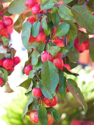 Zierapfelzweige Malus Red Sentinel