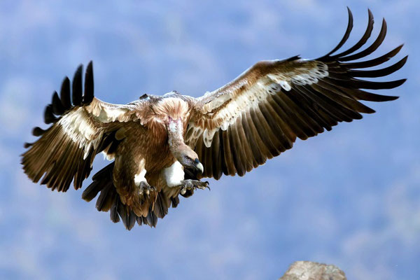 Un ange invite tous les oiseaux volant haut dans le ciel au grand festin de Dieu pour manger la chair des rois, des militaires, des hommes petits et grands tués par l’épée qui sort de la bouche du chef des anges.