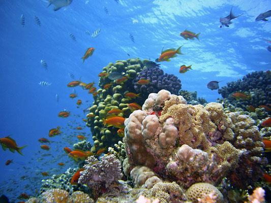 La mer Rouge est l’une des mers les plus chaudes du monde (entre 21 et 25°C à la surface de l’eau). Sa température permet aux 200 espèces coraux de se développer de manière luxuriante et d’accueillir plus de 1000 espèces de poissons, dont 17% endémiques.