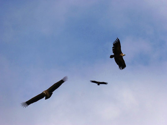 Ceux qui auront suivi le faux prophète et auront porté allégeance à la bête se retrouveront à combattre Jésus et son armée céleste. A la fin de la bataille, ils serviront de repas aux oiseaux nécrophages.