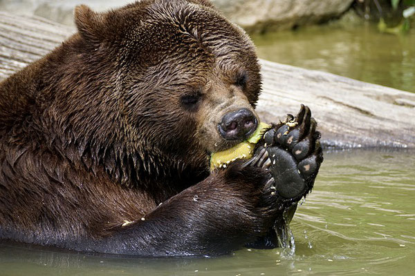 L'ours est un grand mammifère plantigrade. L’Empire médo-perse représenté par l'ours, règnera sur la nation juive pendant plus de 200 ans, depuis la chute de Babylone en 539 avant notre ère jusqu’à ce qu’il soit à son tour renversé par la Grèce en 331.