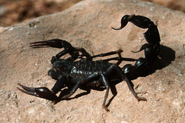 Le tourment infligé par les sauterelles est semblable à la piqure des scorpions. Les 2 Témoins et les sauterelles sont des messagers de Dieu qui viennent tourmenter les humains opposés au Créateur en annonçant l’intervention divine et la fin du monde.