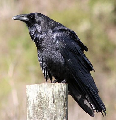 Parmi les oiseaux impurs, nous avons Nous avons des échassiers comme la cigogne et le héron et des corvidés comme le corbeau. Son listés aussi des palmipèdes comme la mouette, le pélican, le cormoran, le plongeon qui se nourrissent de poissons.