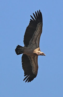 Quels sont ces oiseaux qui volent haut dans le ciel et à qui Jésus lance une invitation à au grand repas de Dieu ? Venez, rassemblez-vous pour le grand festin de Dieu afin de manger la chair des rois, la chair des chefs militaires, la chair des guerriers.