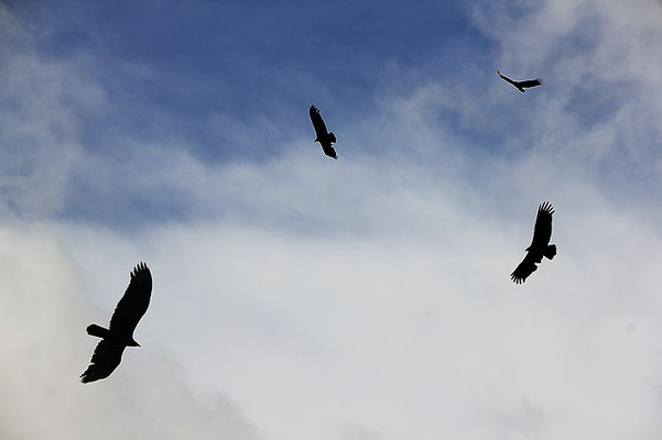 Dieu a invité les oiseaux et les bêtes sauvages à son grand repas composé de tous ceux qui se dresseront contre lui lors de la guerre finale et au cours duquel ils pourront boire du sang à satiété. Les animaux nécrophages ou charognards sont invités.