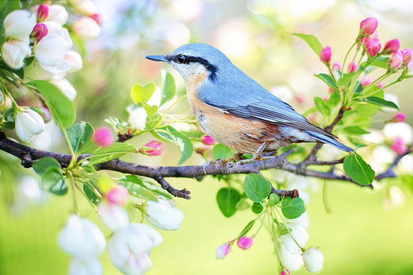 Interroge donc les animaux sauvages, ils t'instruiront, et les oiseaux du ciel, ils te renseigneront. Ou bien parle à la terre, et elle t'instruira, les poissons de la mer pourront t'en informer. Oui, lequel ignorerait que c'est Dieu qui a fait cela?