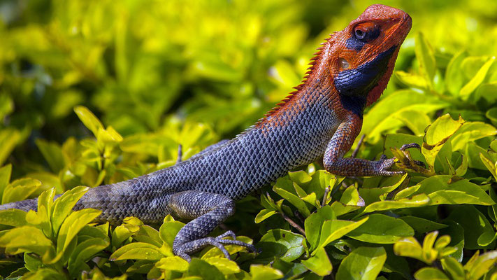 Dieu dit: «Que la terre produise des animaux vivants selon leur espèce: du bétail, des reptiles et des animaux terrestres selon leur espèce.» 