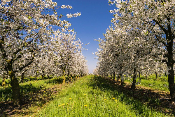 Esaïe 32: 17, 18: « 17 Le fruit de la justice sera la paix. L'effet de la justice, ce sera la tranquillité et la sécurité à tout jamais. 18 Mon peuple habitera un domaine de paix dans des demeures sûres, dans des maisons tranquilles.