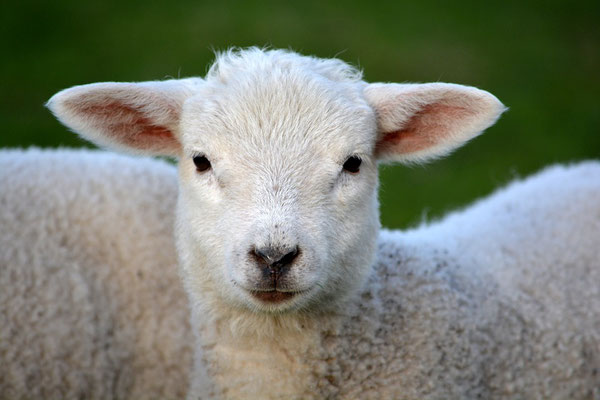 L’Agneau pascal âgé d’un an et sans défaut sacrifié lors de la célébration de la Pâque juive préfigure le sacrifice propitiatoire de Jésus, l’Agneau de Dieu qui a versé son sang parfait pour l’humanité.