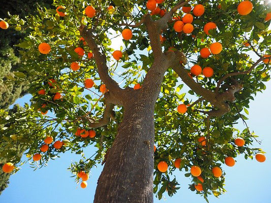 La Bible fait cette promesse: Mais les doux posséderont la terre, et ils se délecteront dans l'abondance de la paix. La terre deviendra comme le jardin d'Eden.