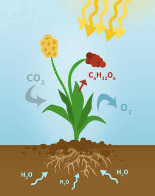 Jésus existait avant les premières plantes photosynthétiques; avant les premières molécules d’eau et le cycle de l’eau naturel qui alimente toute vie; avant la création du code génétique. 