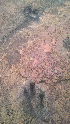 Dinospure im Flussbeet ca. 65 mil Jahr alt