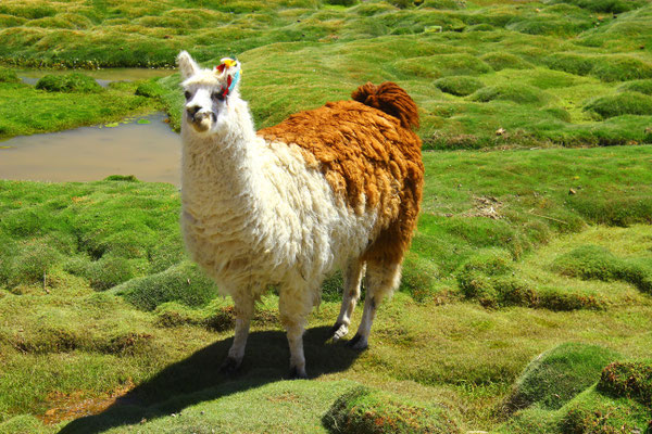 Lamas...