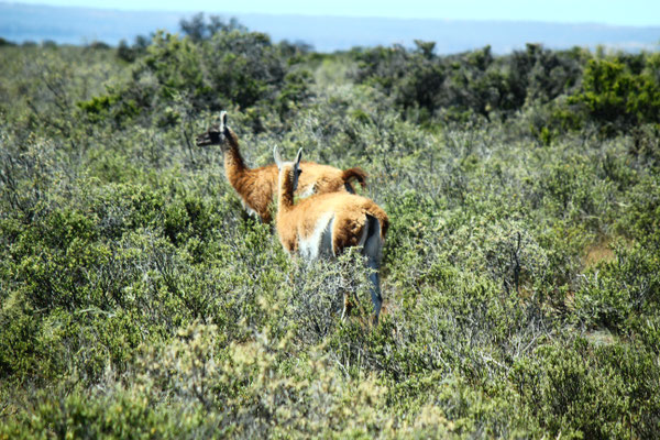 "Guanaco" e Art Lama vo da