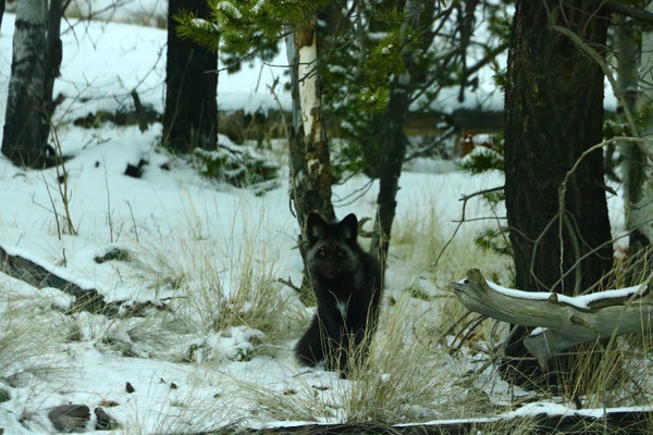 Ein Silberfuchs auf dem Weg nach Tatla Lake