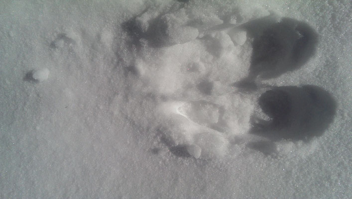 immer wieder verschiedene Färten (Moose Tracks / Elch)