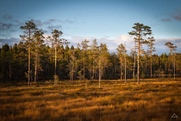 Swedish Savannah