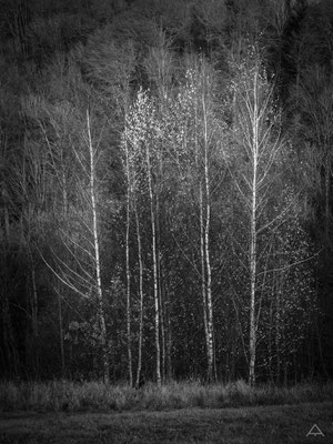 Shining Birches