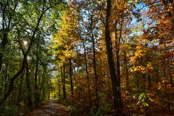 Im Weiherwald