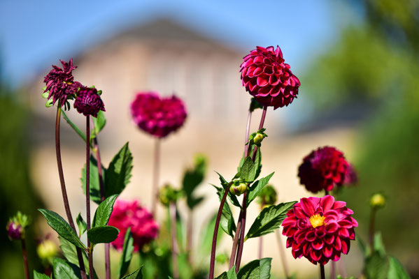 Im Botanischen Garten II