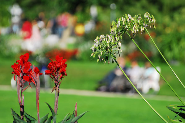 Im Botanischen Garten III