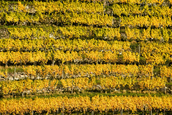 In den Weinbergen