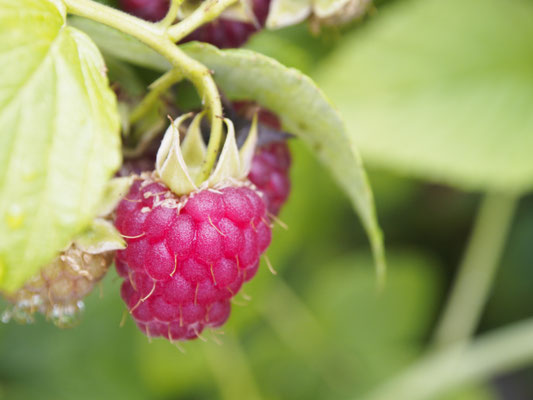 Himbeere im Garten