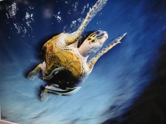 Photo by David Doubilet/National Geographic