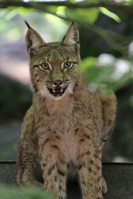 Luchs