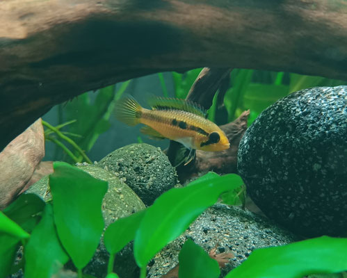 Apistogramma agassizii 'WF' Weibchen mit Nachwuchs