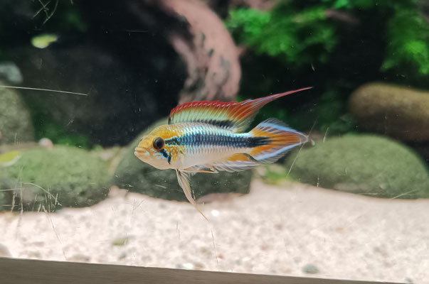 Apistogramma agassizii 'WF' Männchen