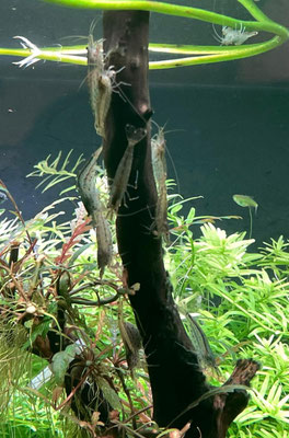 Amano-Garnelen (Caridina multidentata)