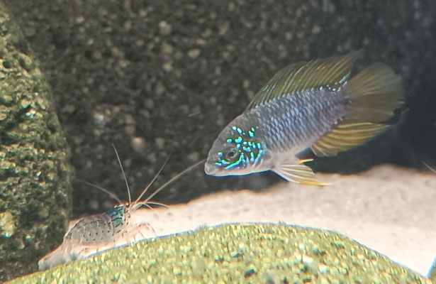 Apistogramma borelli