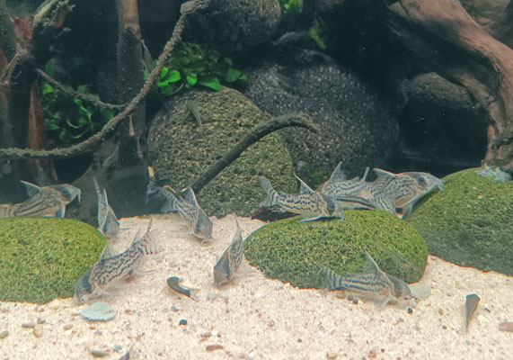 Hoplisoma schwartzi