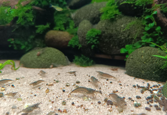 Amano-Garnelen (Caridina multidentata)