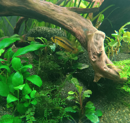 Apistogramma agassizii 'WF' Weibchen mit Nachwuchs