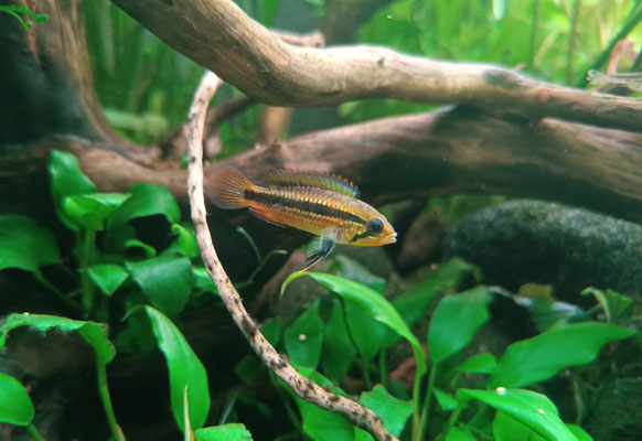 Apistogramma agassizii 'WF' Weibchen