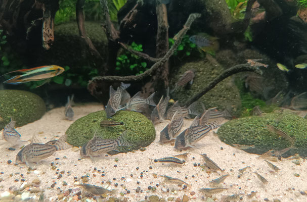 Hoplisoma schwartzi