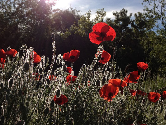 Mohn bei Rathenow, c Amanda Hasenfusz