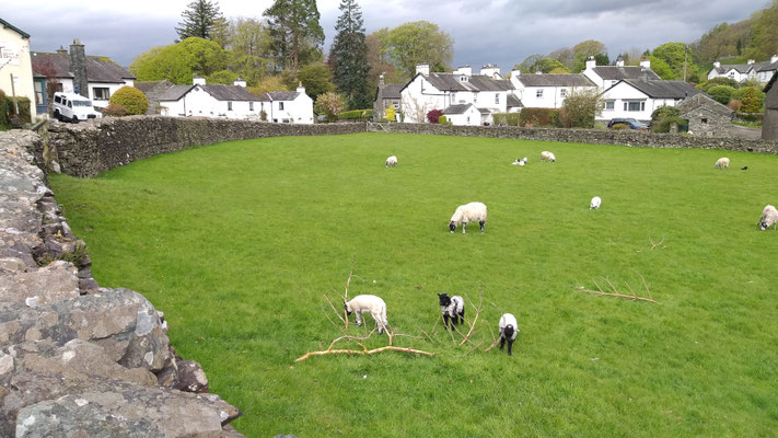 Schafwiesen bei Near Sawrey