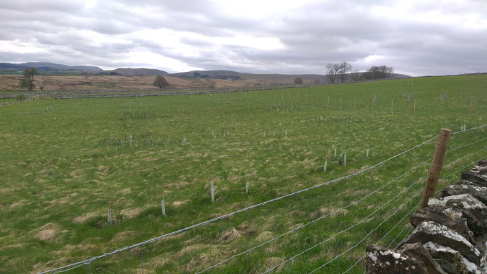 Aufforstung bei Lowther Castle und Askham, UK, Lake District, c Amanda Hasenfusz