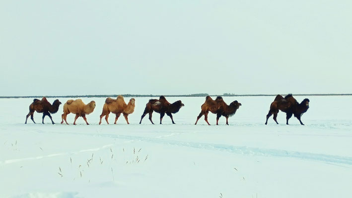 Pleistocene Park, Sibirien, c Vadim Kaurgin